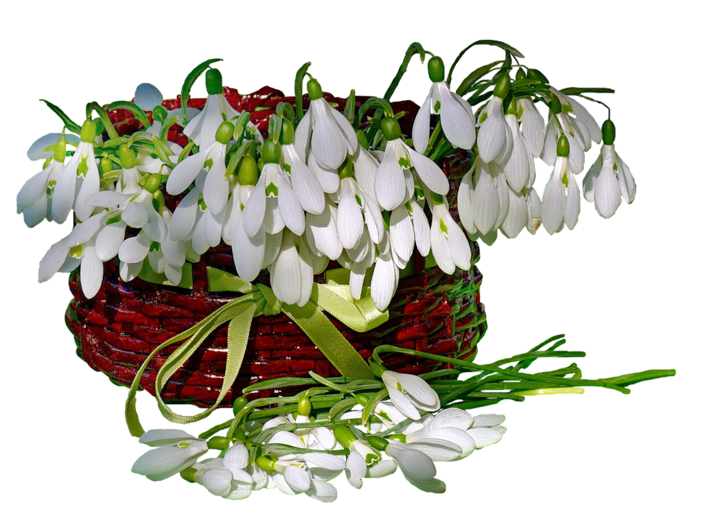 Подснежники на день рождения